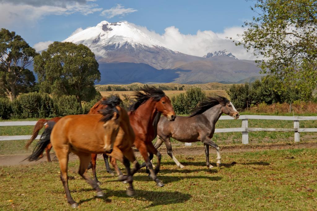 Hacienda San Agustin De Callo Lasso Zewnętrze zdjęcie